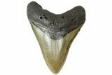 Fossil Megalodon Tooth - South Carolina #164980-1
